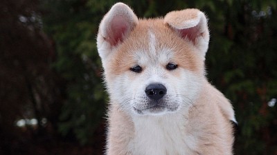 Akita Chow